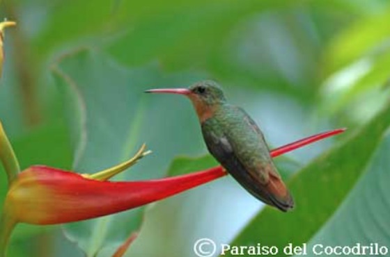 Grüner Elvira Kolibri in Costa Rica Kolibris Costa Rica