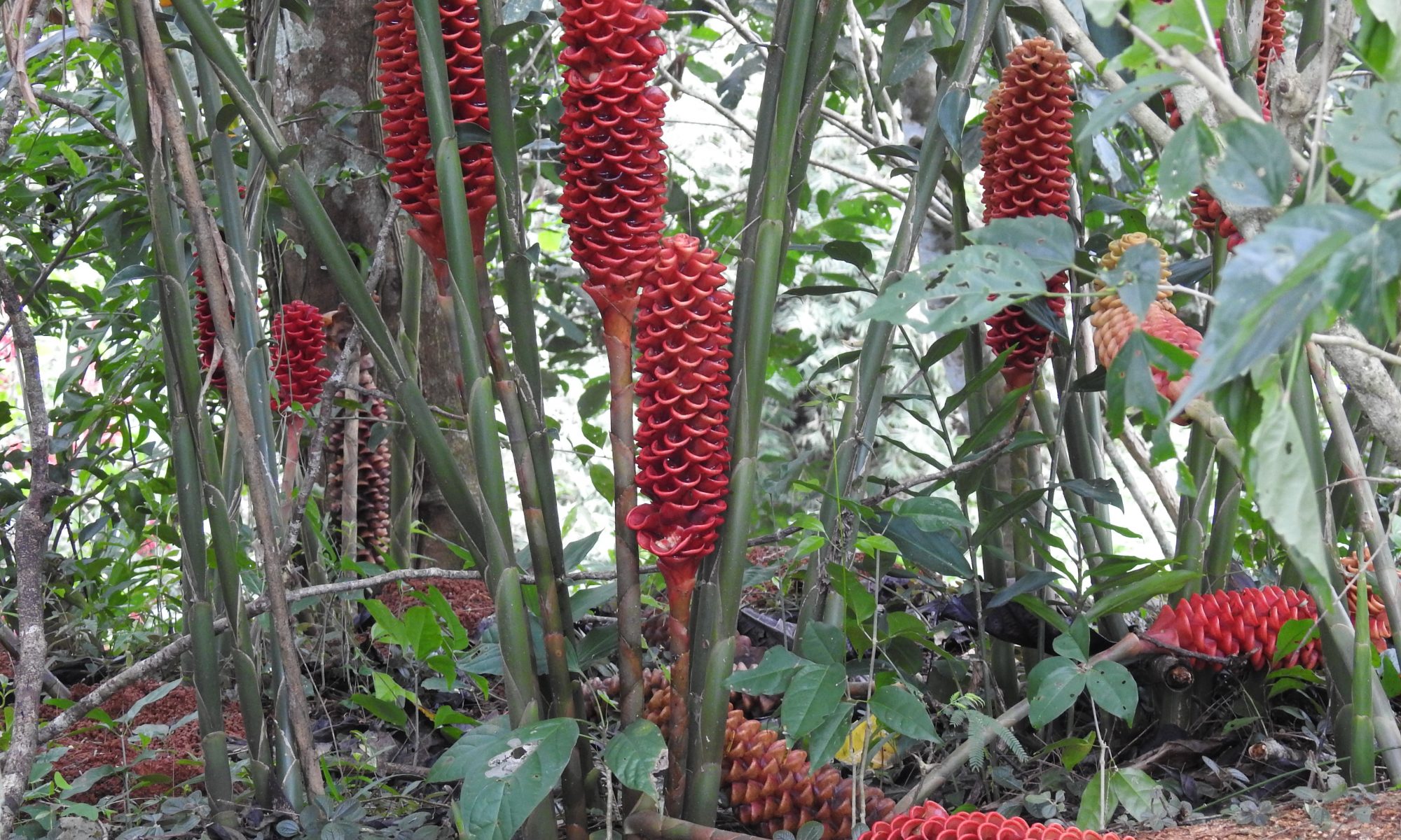 Costa Rica Blumen in Natur