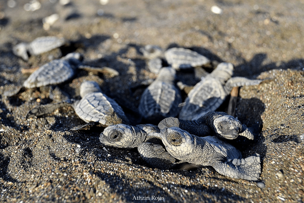 Hunderte Babyschildkröten geboren