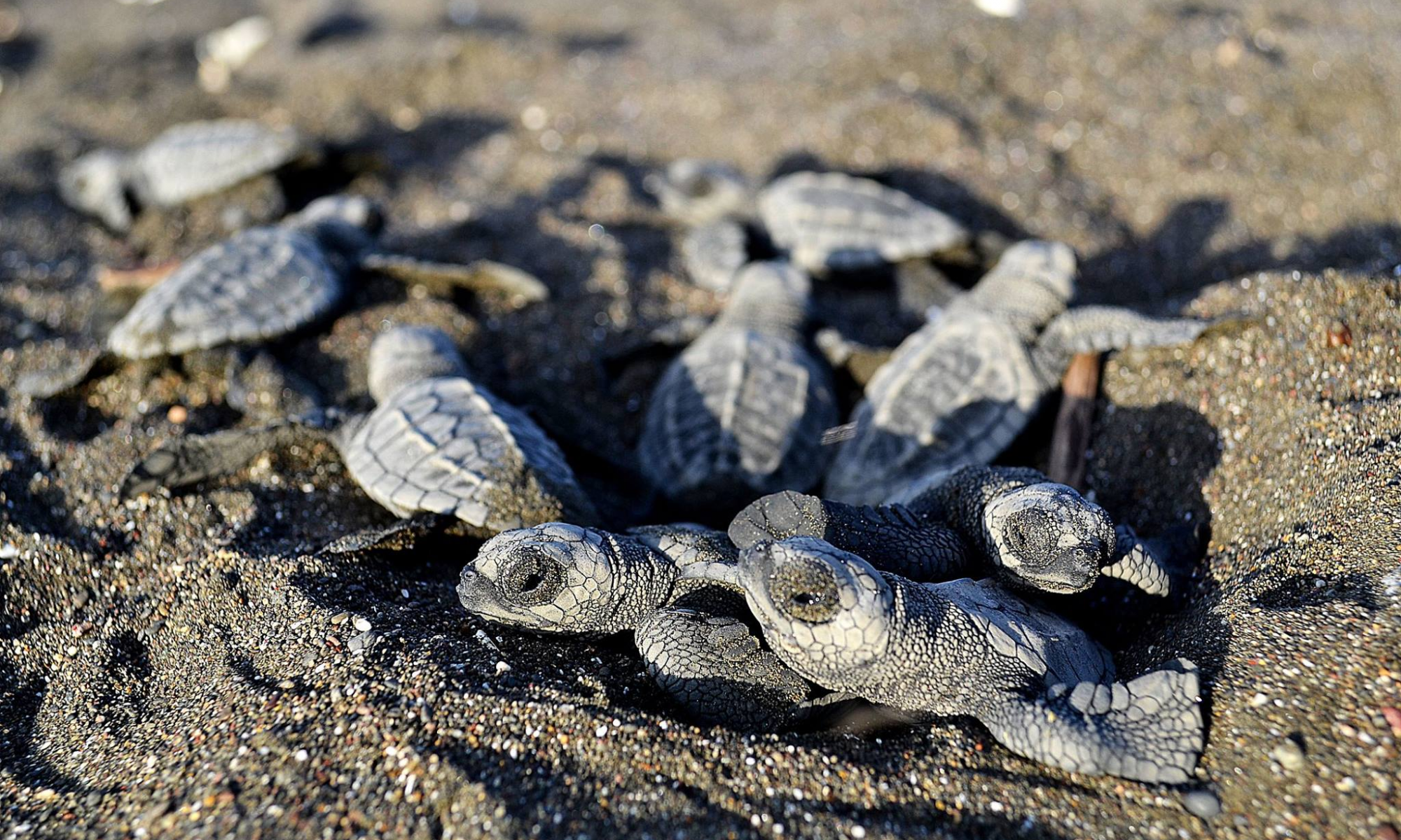 Babyschildkröten am Playa Ostional