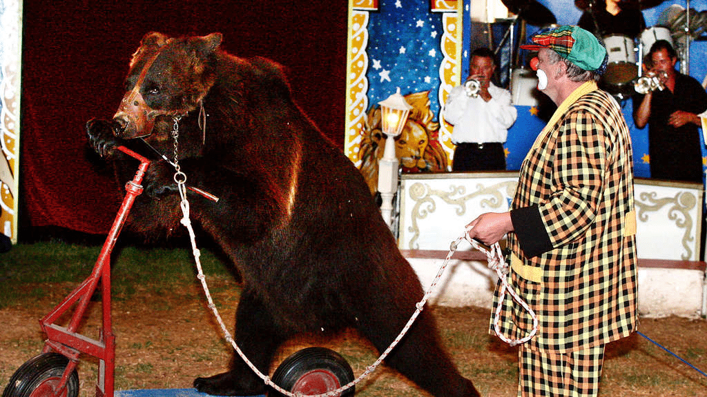 Wilde Tiere haben nichts in der Manege zu suchen