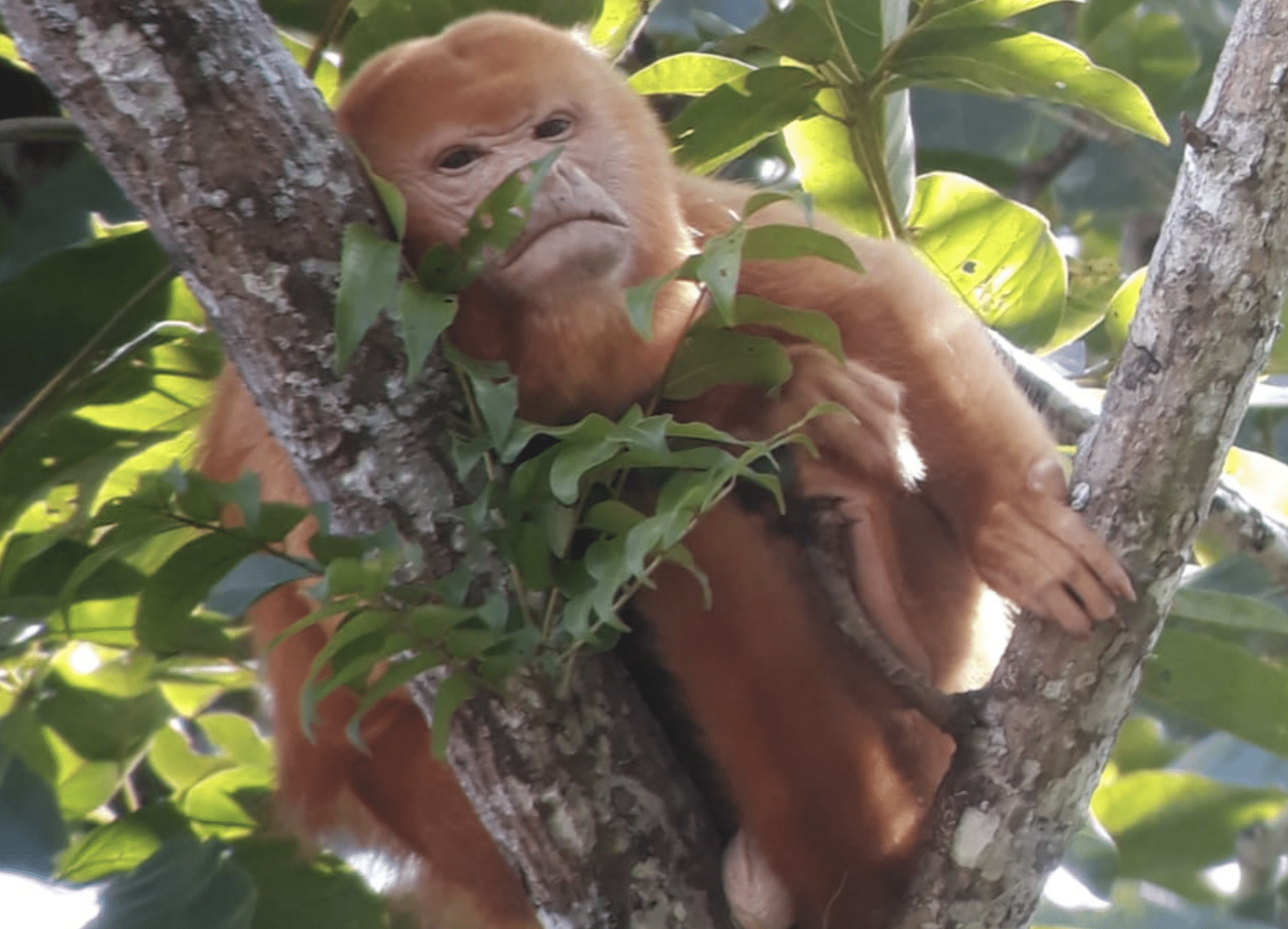 playa Pazifikküste Costa Rica urlaub Urlaub Costa Rica 2023, playa Pazifikküste