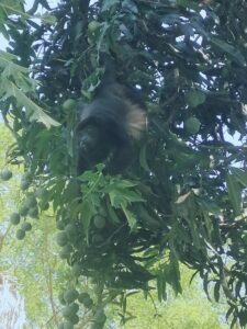 Costa Rica wildlife