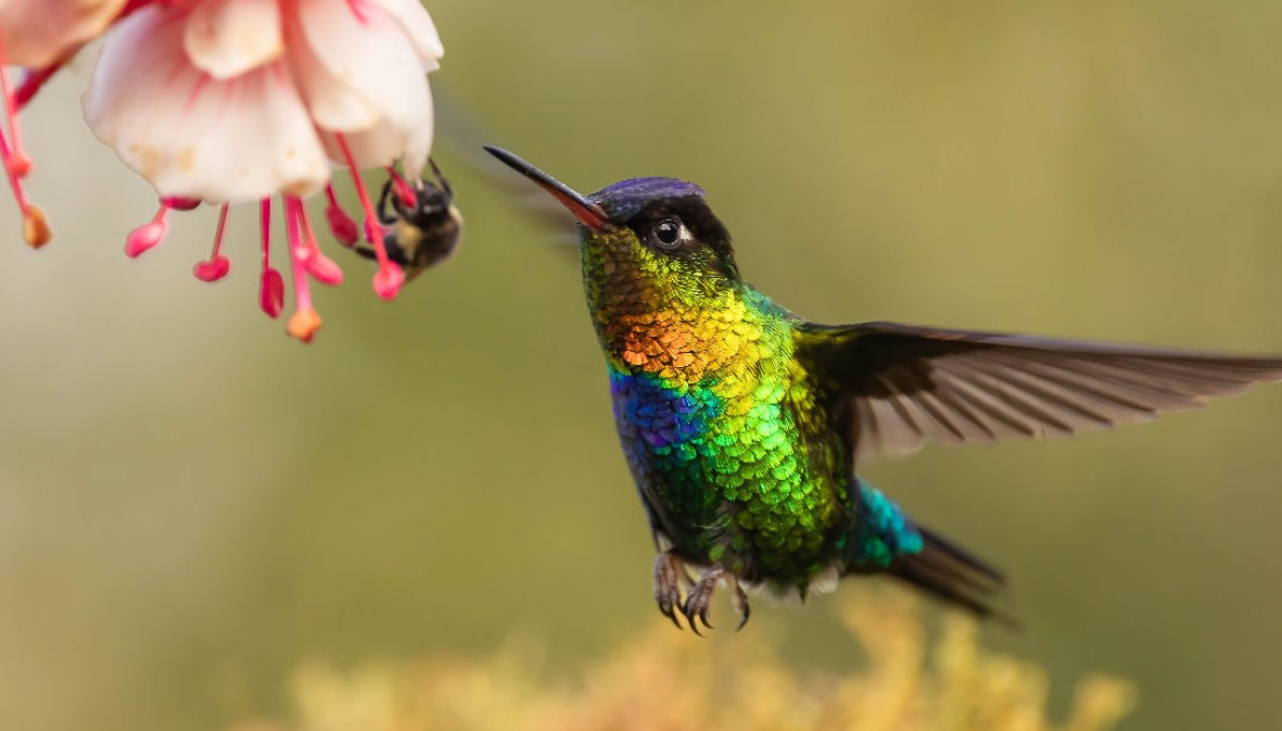 hummingbirds costa rica