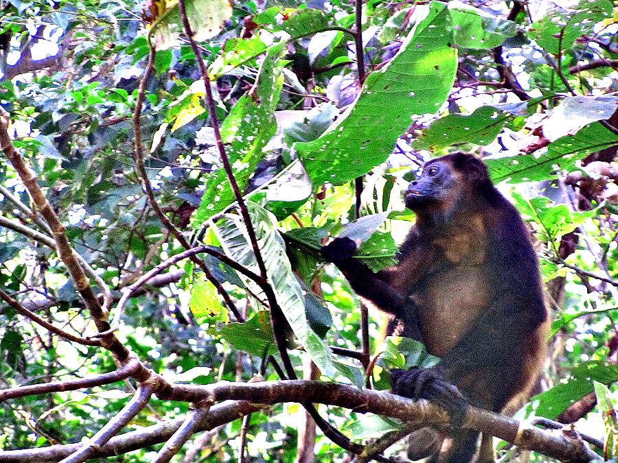 monkeys costa rica